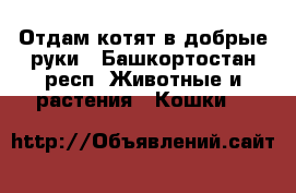 Отдам котят в добрые руки - Башкортостан респ. Животные и растения » Кошки   